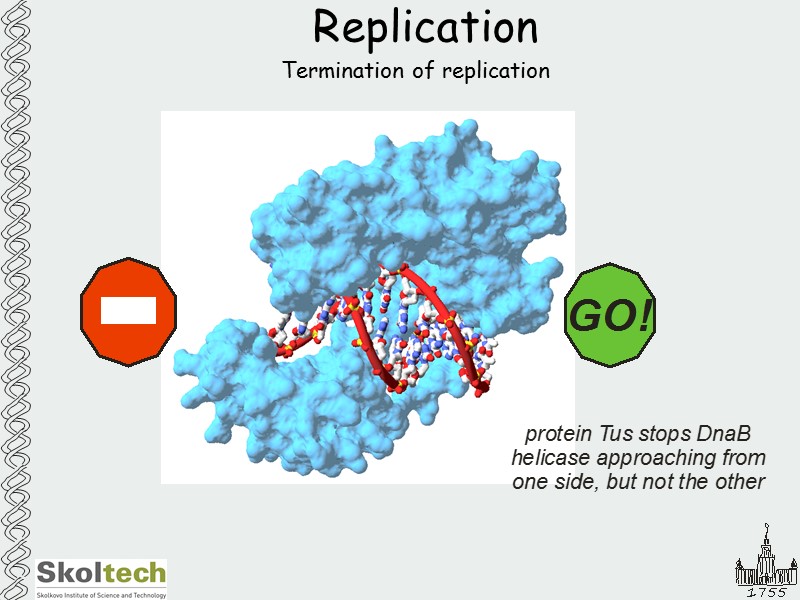 Replication Termination of replication